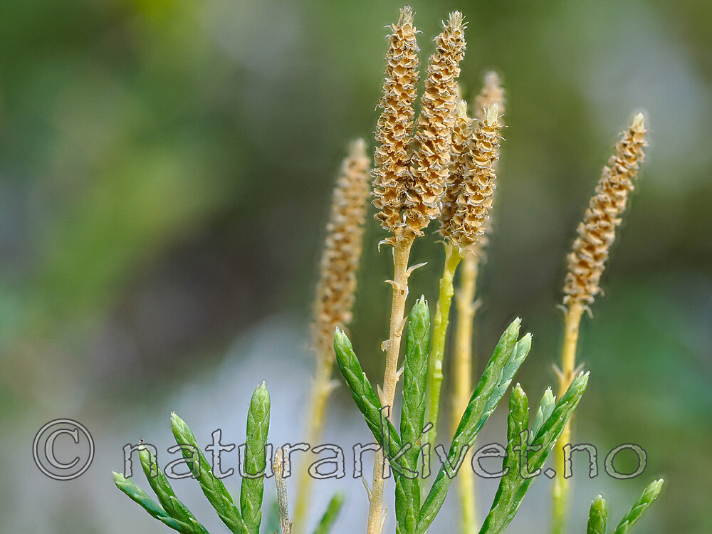 _9170240 / Diphasiastrum tristachyum / Grannjamne