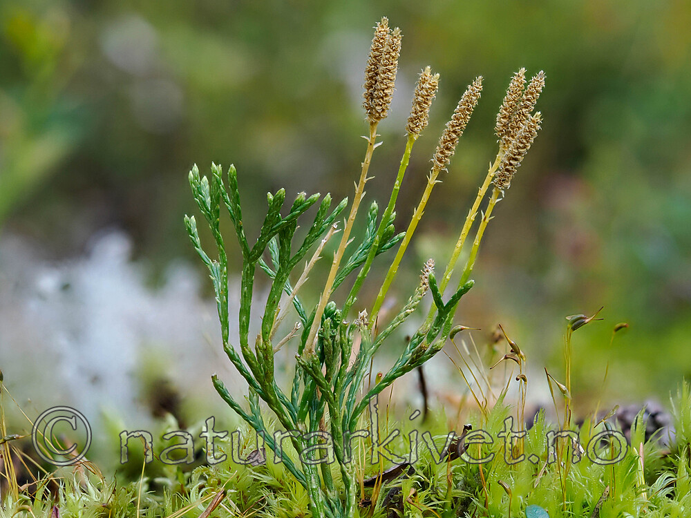 _9170288 / Diphasiastrum tristachyum / Grannjamne
