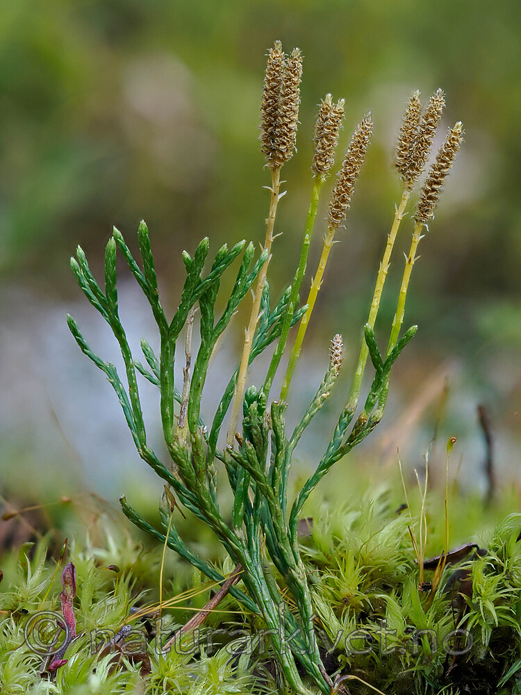 _9170320 / Diphasiastrum tristachyum / Grannjamne