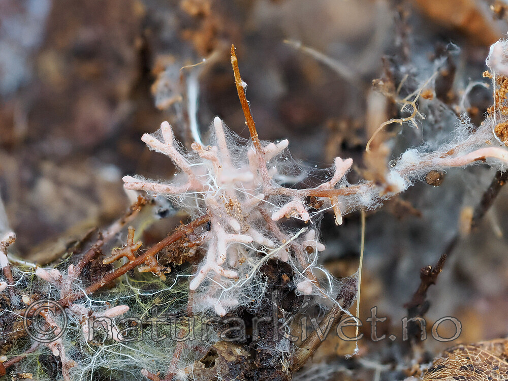 _9200079 / Lactarius rufus / Rødbrun pepperriske