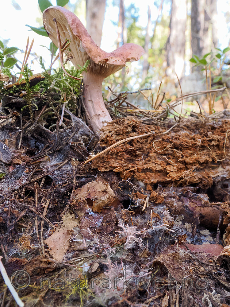 _9200122 / Lactarius rufus / Rødbrun pepperriske