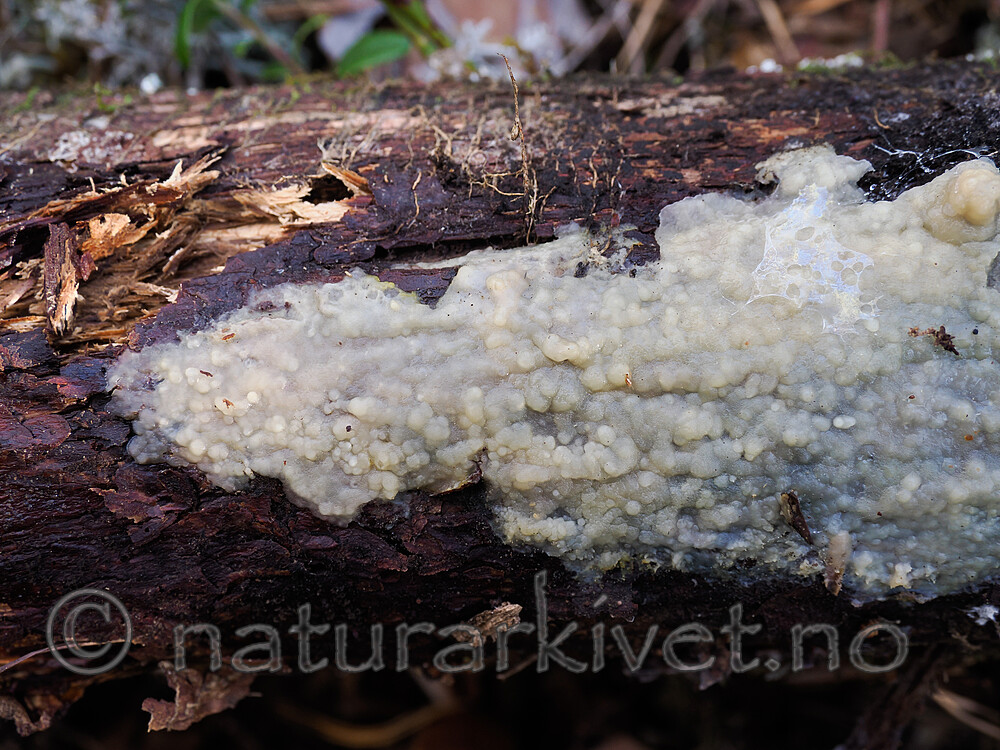 _9200135 / Crustoderma corneum / Hornskinn