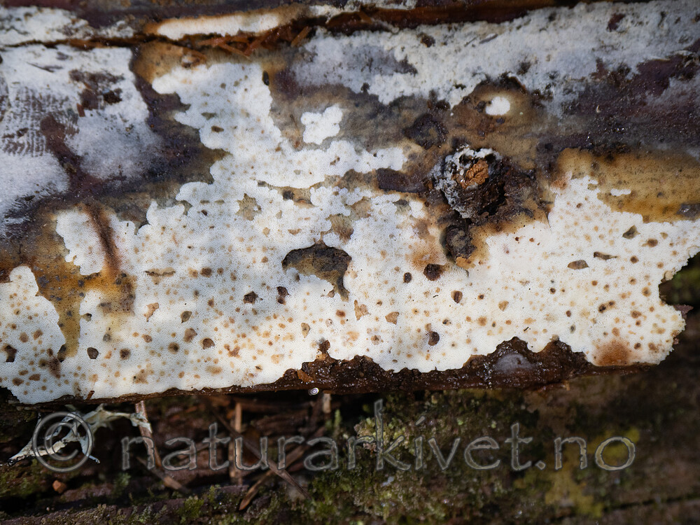 _9200139 / Skeletocutis jelicii / Prikkporekjuke