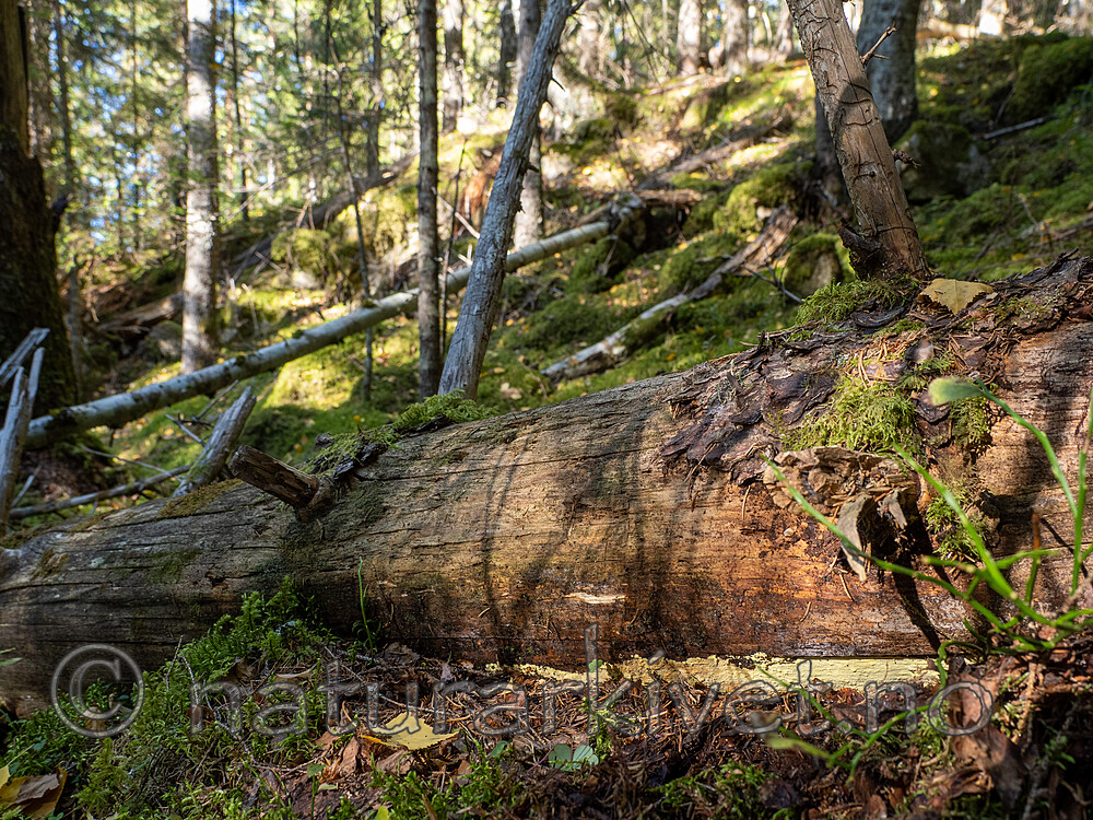 _9200146 / Amylocorticium subincarnatum / Rosenjodskinn