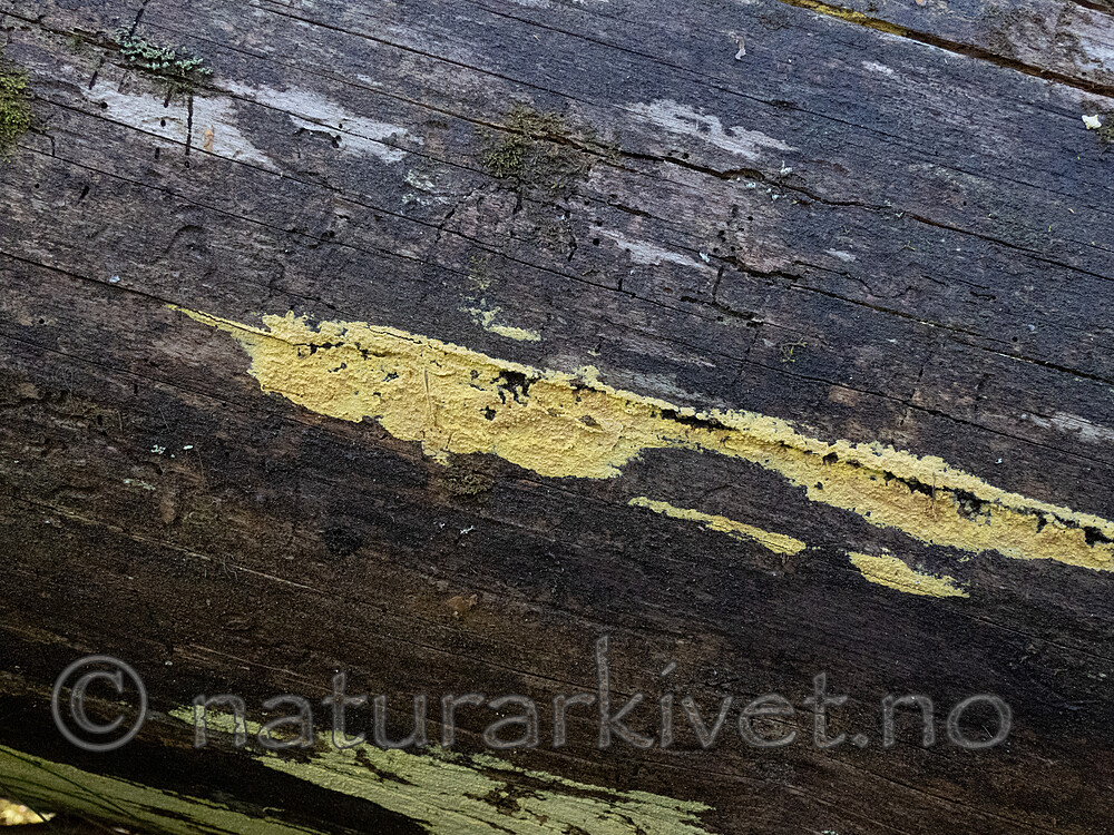 _9200159 / Amylocorticium subincarnatum / Rosenjodskinn