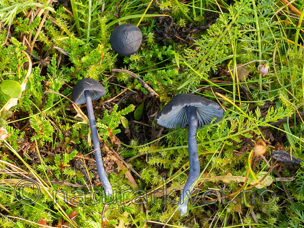 _9260811 / Entoloma chalybeum / Svartblå rødspore