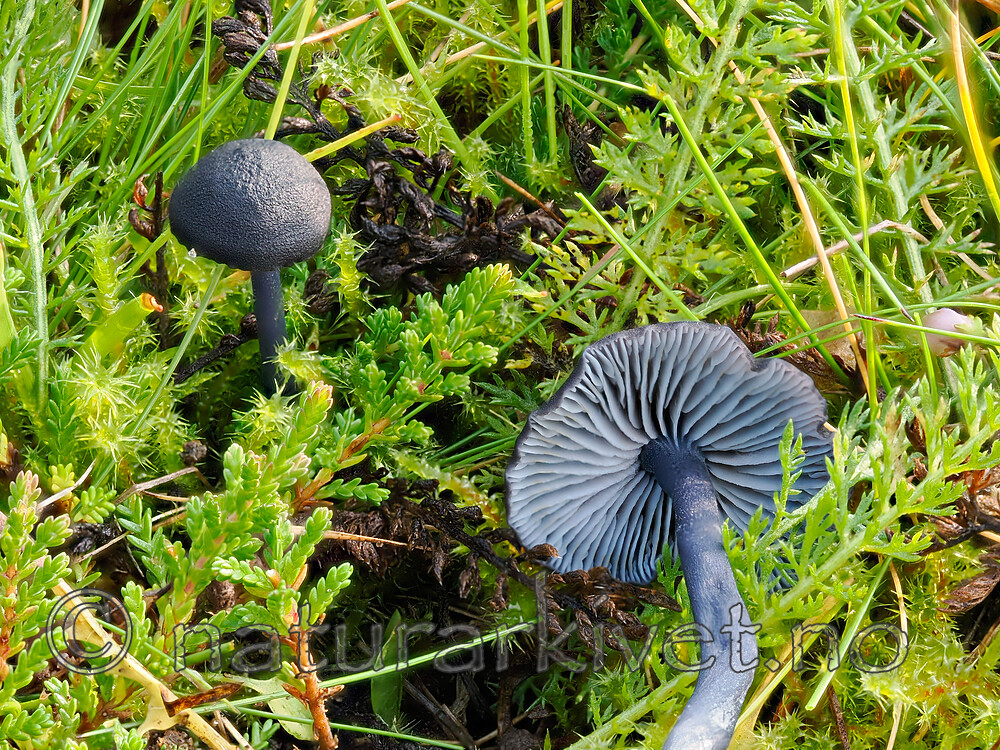 _9260832 / Entoloma chalybeum / Svartblå rødspore