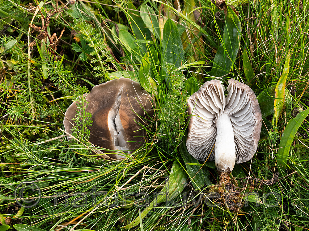 _9260927 / Dermoloma cuneifolium / Grå grynmusserong