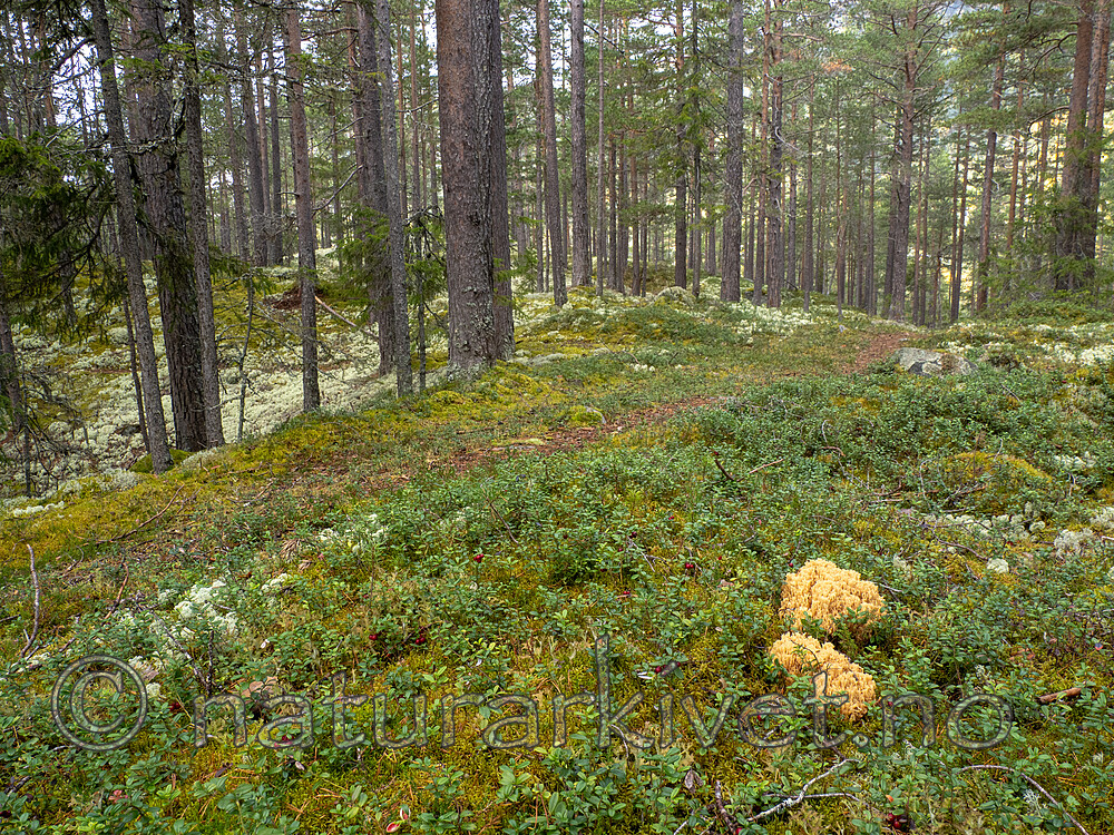 _9290993 / Ramaria eosanguinea / Jodkorallsopp
