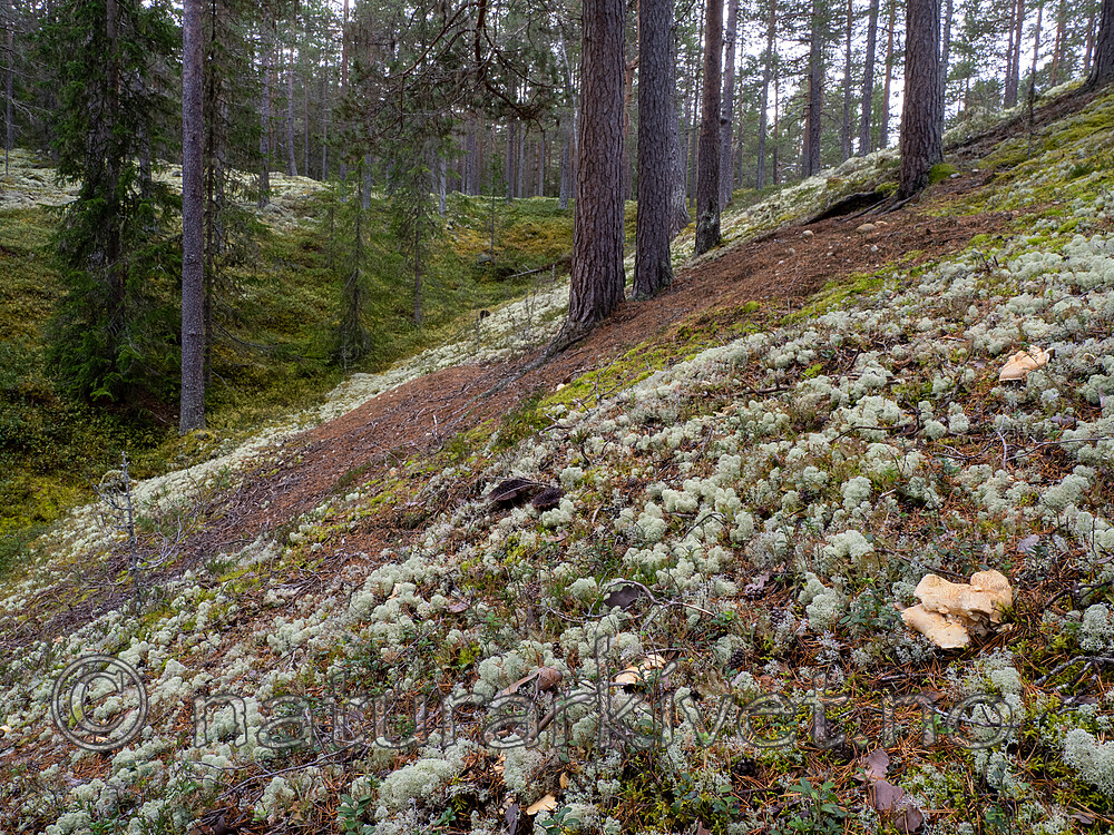 _9291005 / Albatrellus subrubescens / Furufåresopp