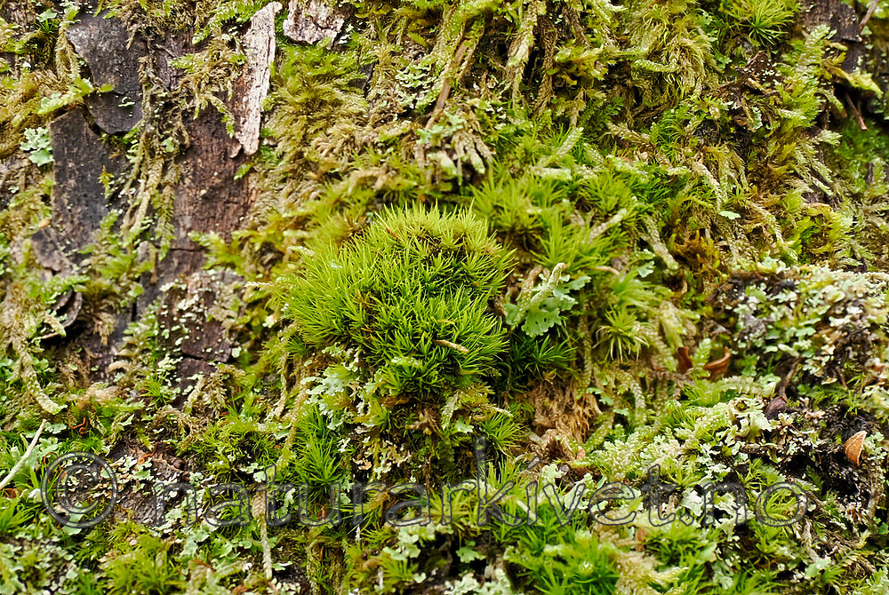 _A040077 / Dicranum viride / Stammesigd