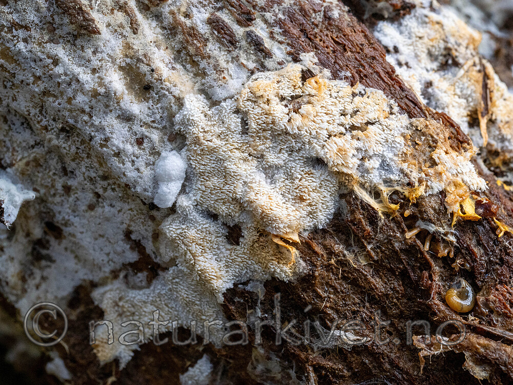 _A140023 / Physodontia lundellii / Luggskinn