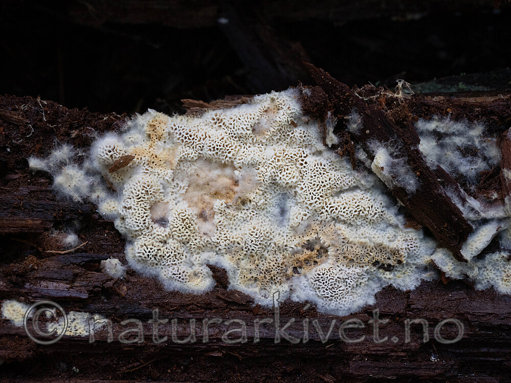 _A150141 / Anomoporia bombycina / Huldrekjuke