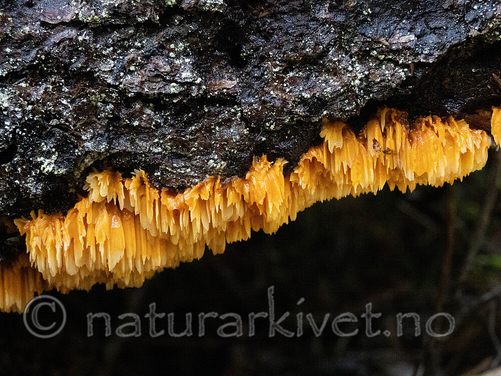 _A150237 / Pycnoporellus alboluteus / Storporet flammekjuke