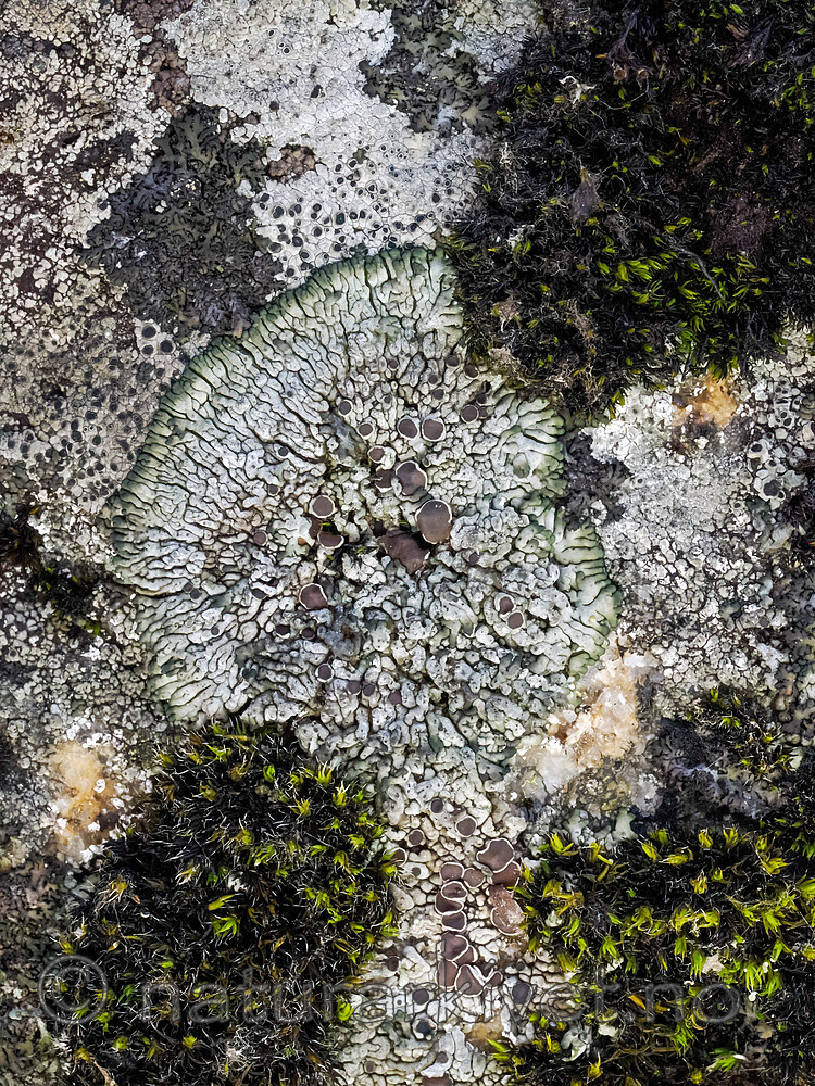 _A171155 / Lobothallia melanaspis / Bekkeskiferlav