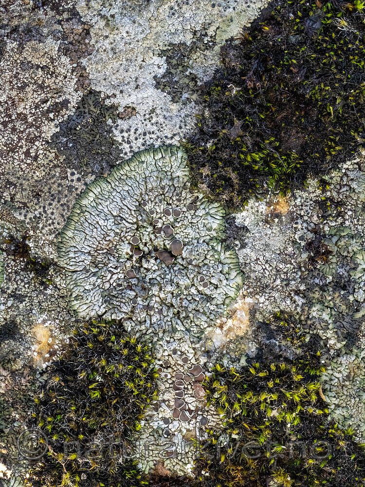 _A171158 / Lobothallia melanaspis / Bekkeskiferlav