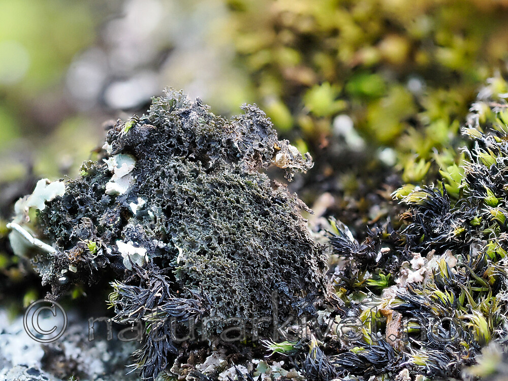 _A171182 / Leptochidium crenatulum