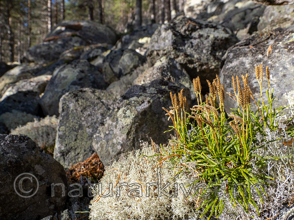 _A171262 / Diphasiastrum complanatum complanatum / Skogjamne