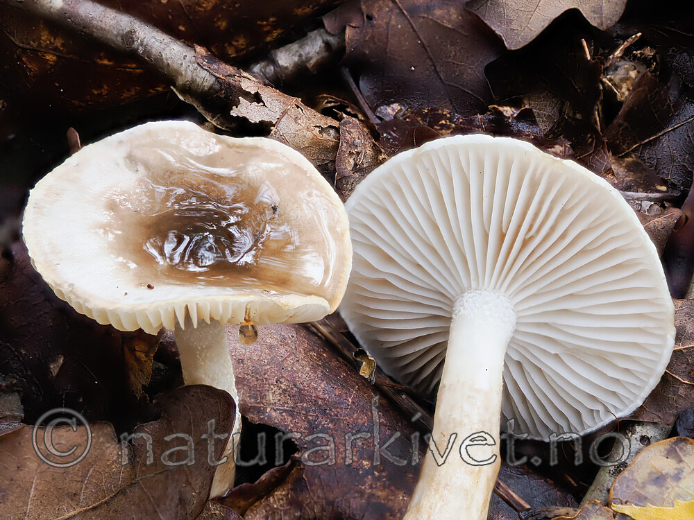 _A200155 / Hygrophorus persoonii / Eikevokssopp