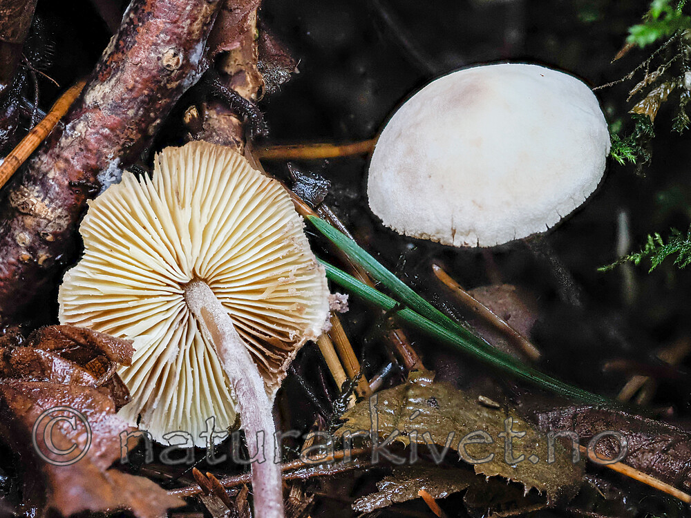 _A200219 / Cystolepiota bucknallii / Lilla melparasollsopp