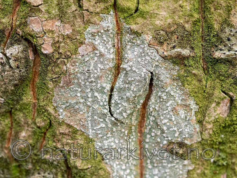 _A200249 / Phlyctis agelaea