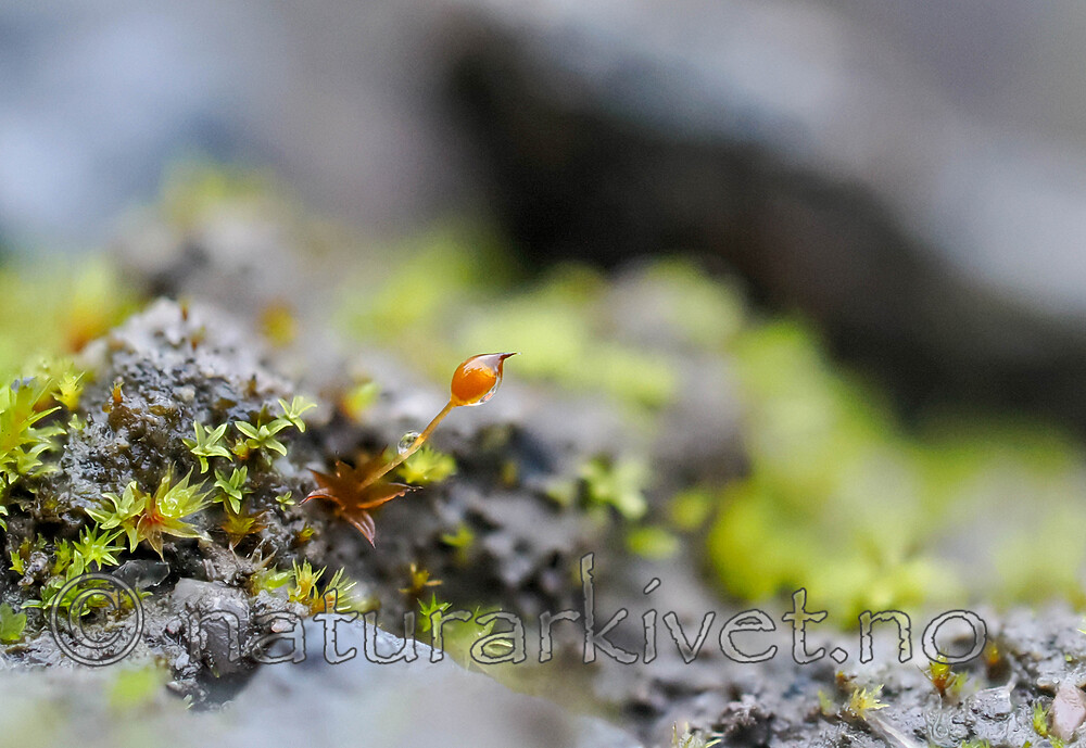 _A220289 / Microbryum davallianum / Piggbegermose
