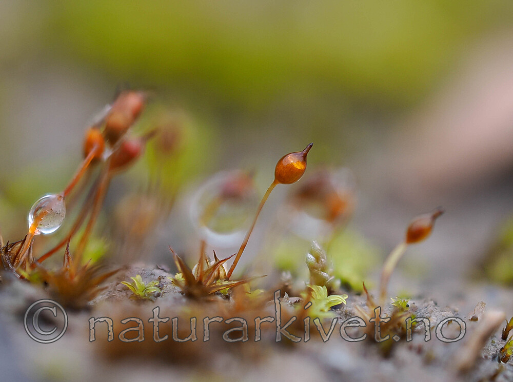 _A220738 / Microbryum davallianum / Piggbegermose