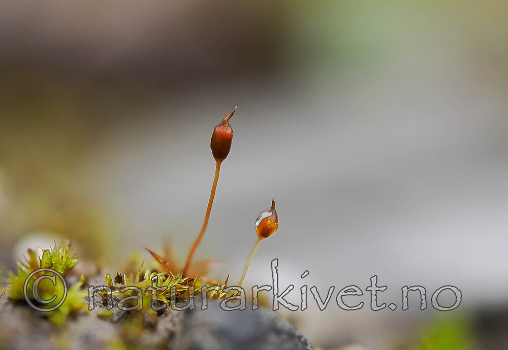 _A220788 / Microbryum davallianum / Piggbegermose