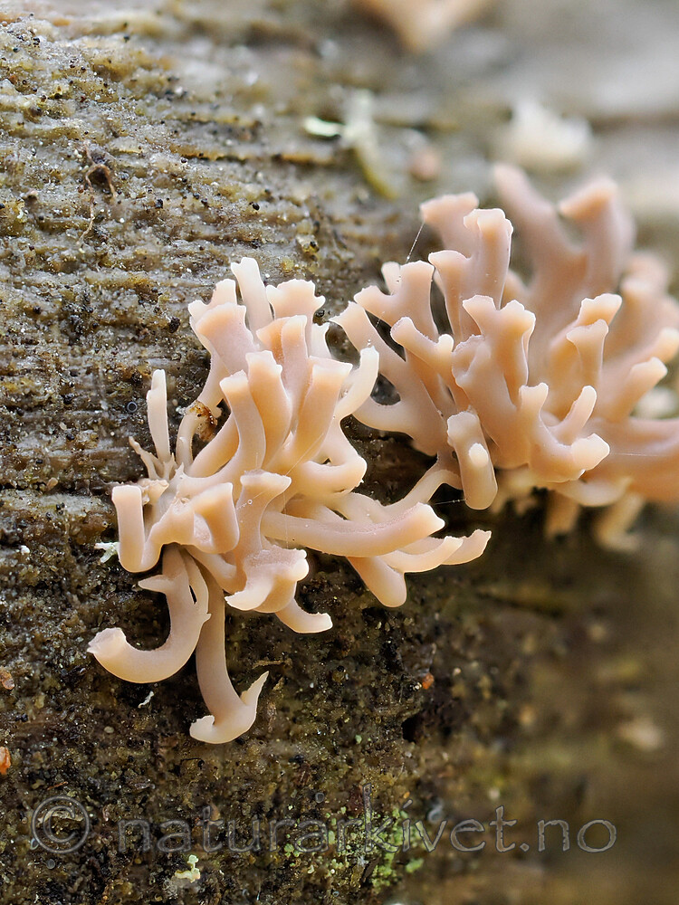 _A310426 / Artomyces cristatus / Furutrompetkølle