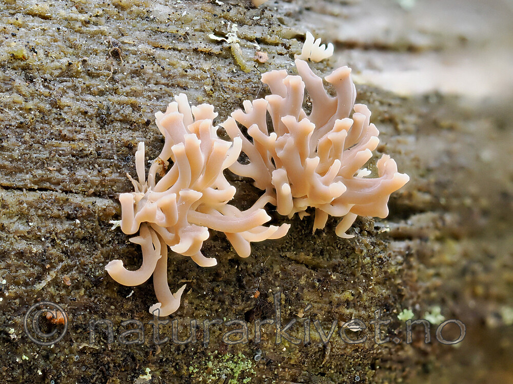 _A310442 / Artomyces cristatus / Furutrompetkølle