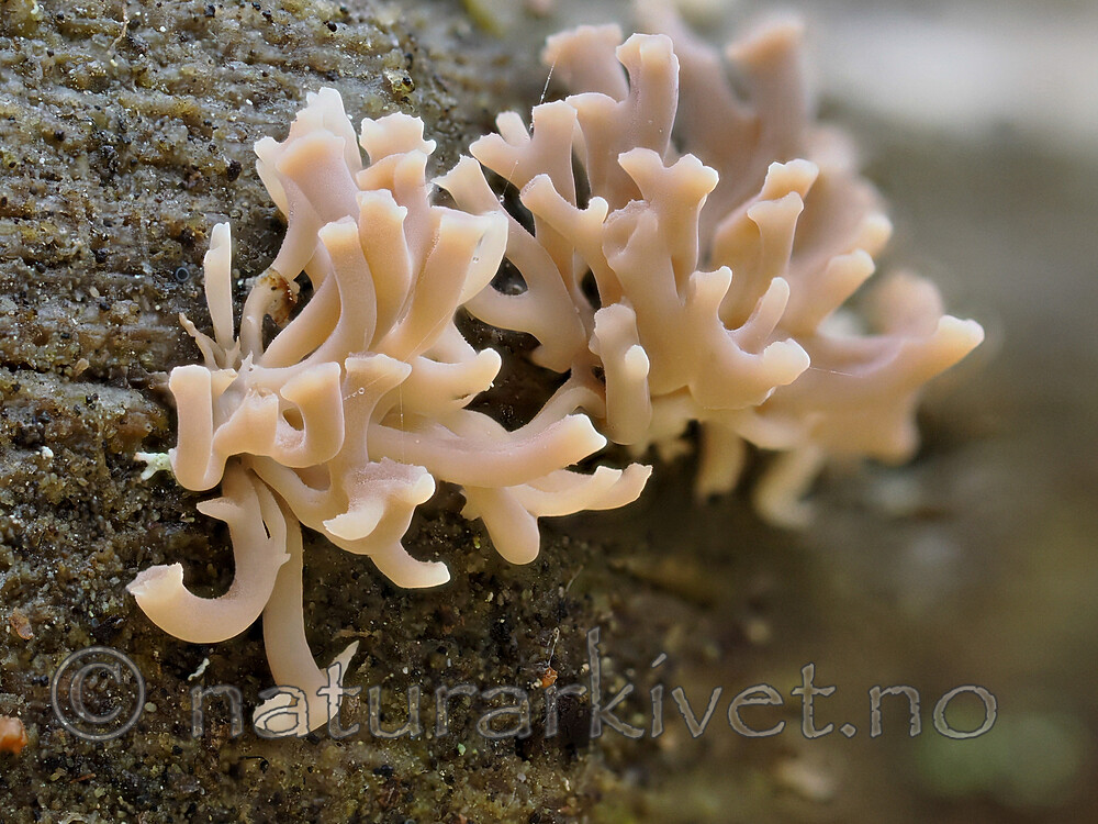 _A310538 / Artomyces cristatus / Furutrompetkølle