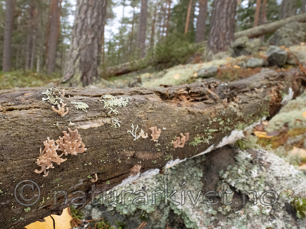_A310706 / Artomyces cristatus / Furutrompetkølle
