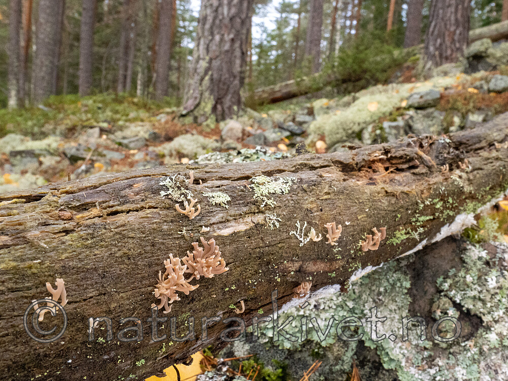 _A310707 / Artomyces cristatus / Furutrompetkølle