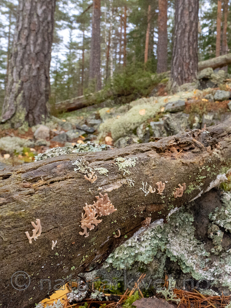 _A310710 / Artomyces cristatus / Furutrompetkølle