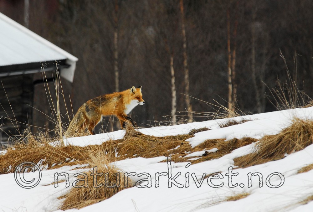 _ANT0024 / Vulpes vulpes / Rødrev