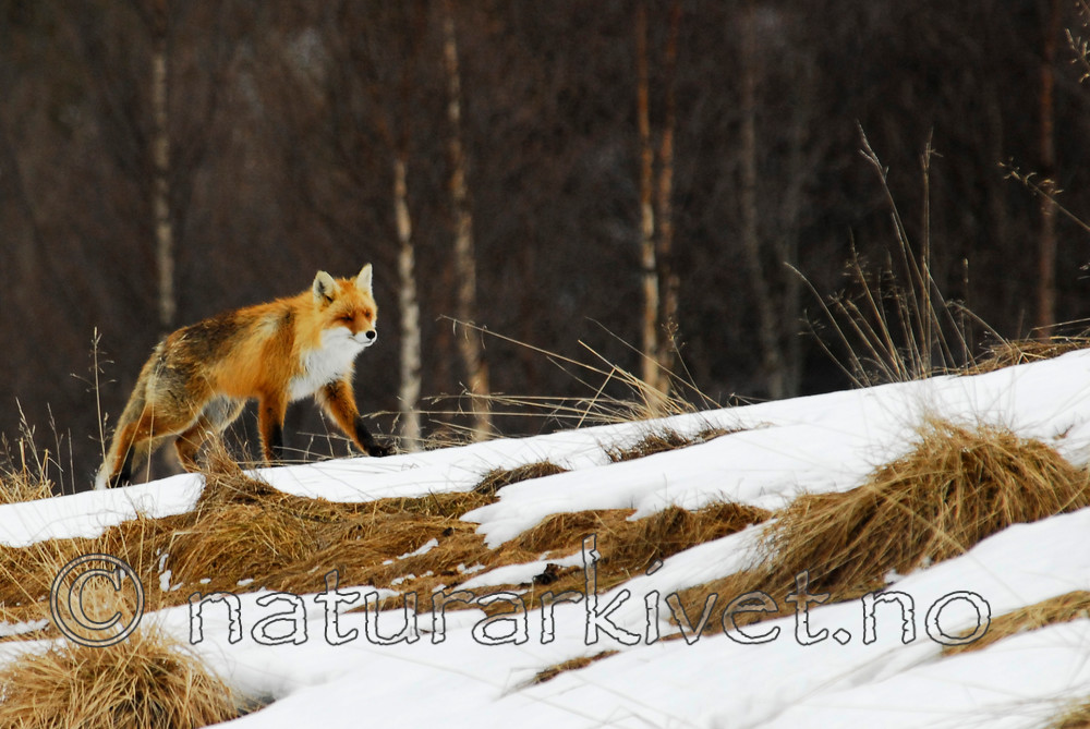 _ANT0025 / Vulpes vulpes / Rødrev