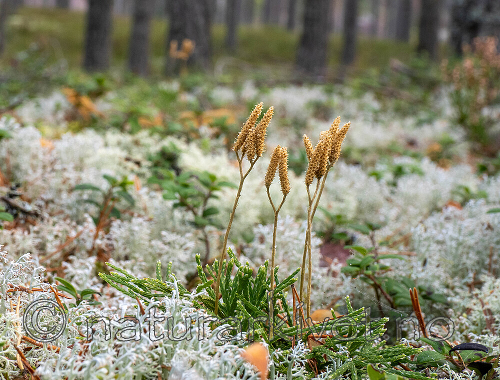 _B050007 / Diphasiastrum tristachyum / Grannjamne