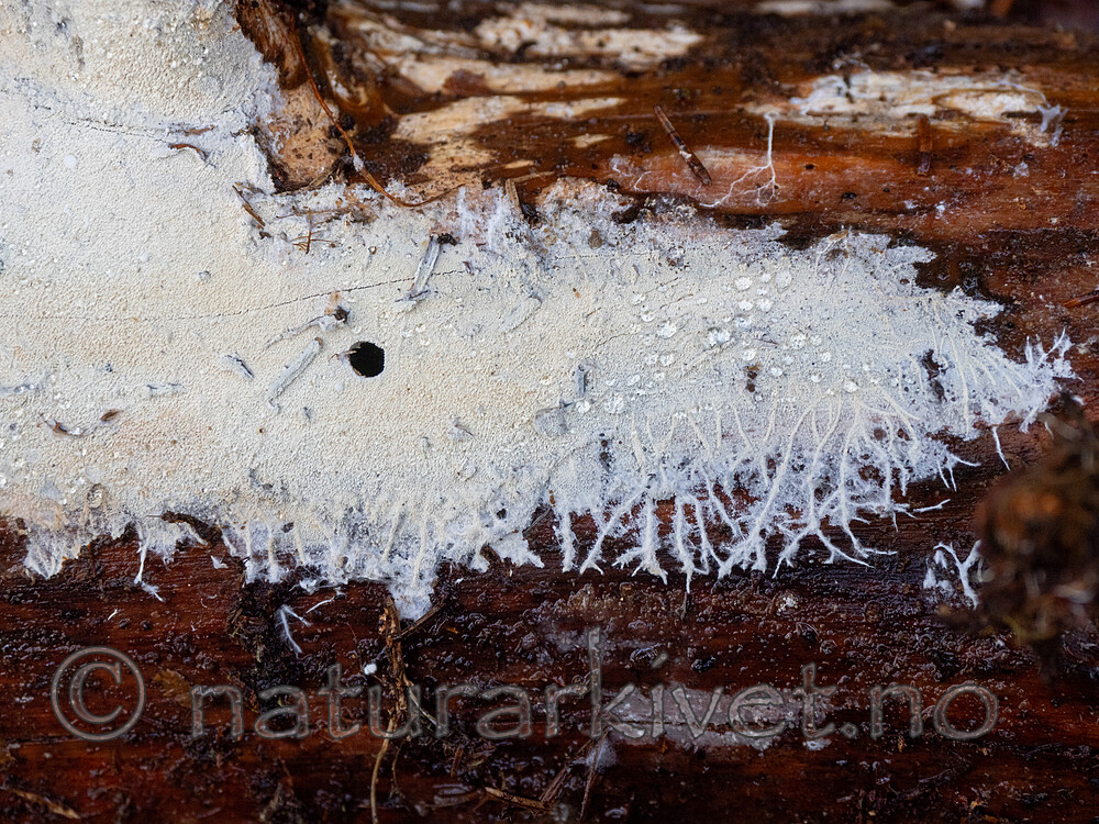 _B070007 / Trechispora kavinioides