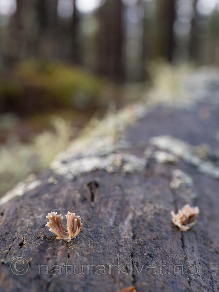 _B090860 / Artomyces cristatus / Furutrompetkølle