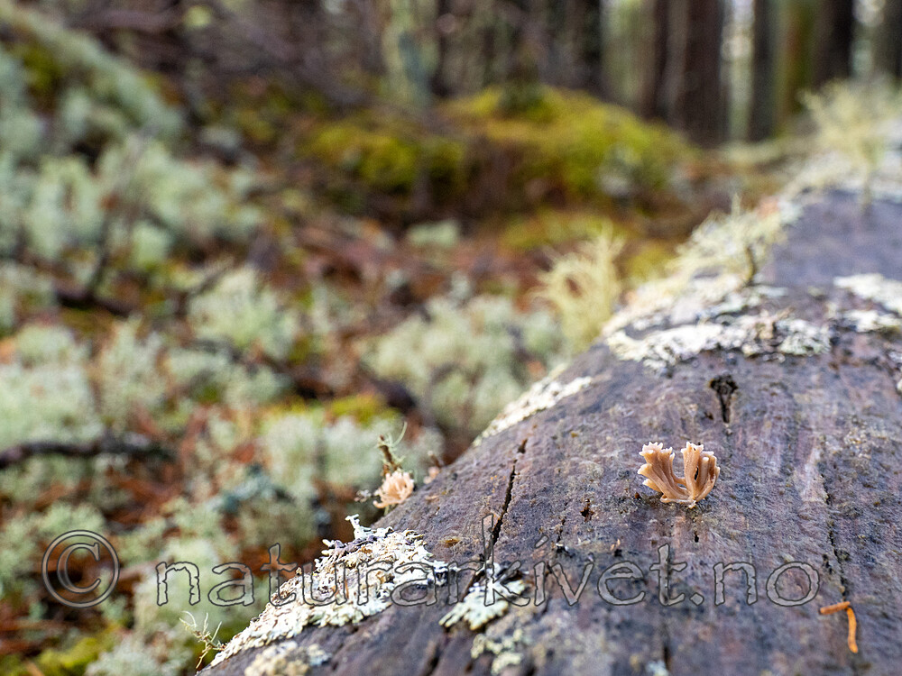 _B090873 / Artomyces cristatus / Furutrompetkølle