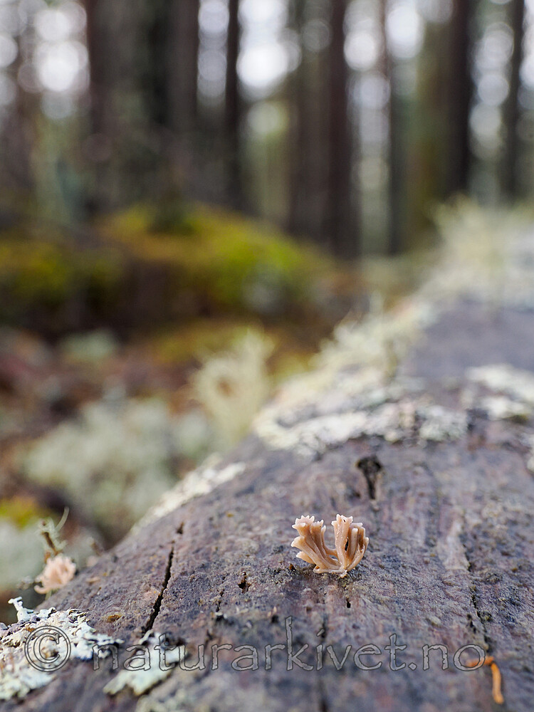 _B090879 / Artomyces cristatus / Furutrompetkølle