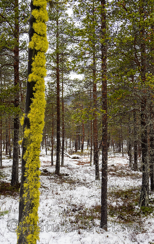 _B100917 / Letharia vulpina / Ulvelav