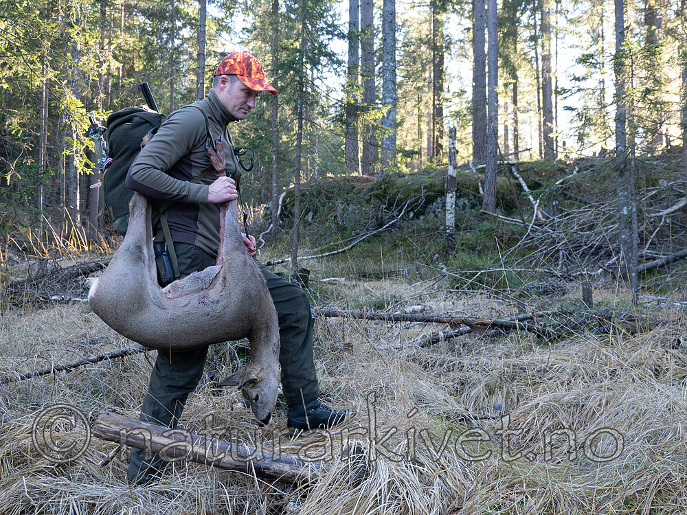 _B121012 / Capreolus capreolus / Rådyr