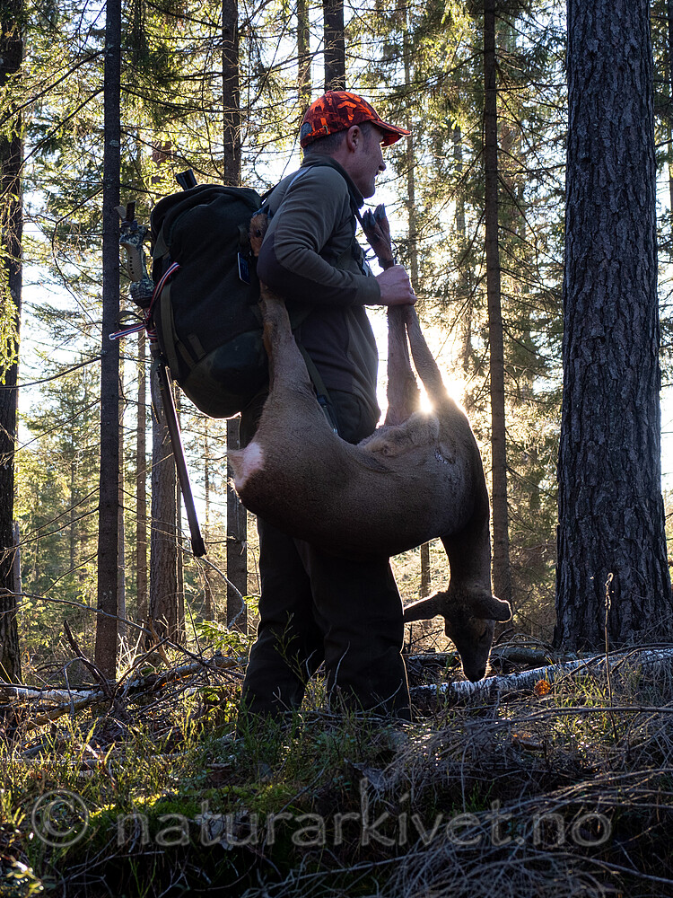 _B121030 / Capreolus capreolus / Rådyr