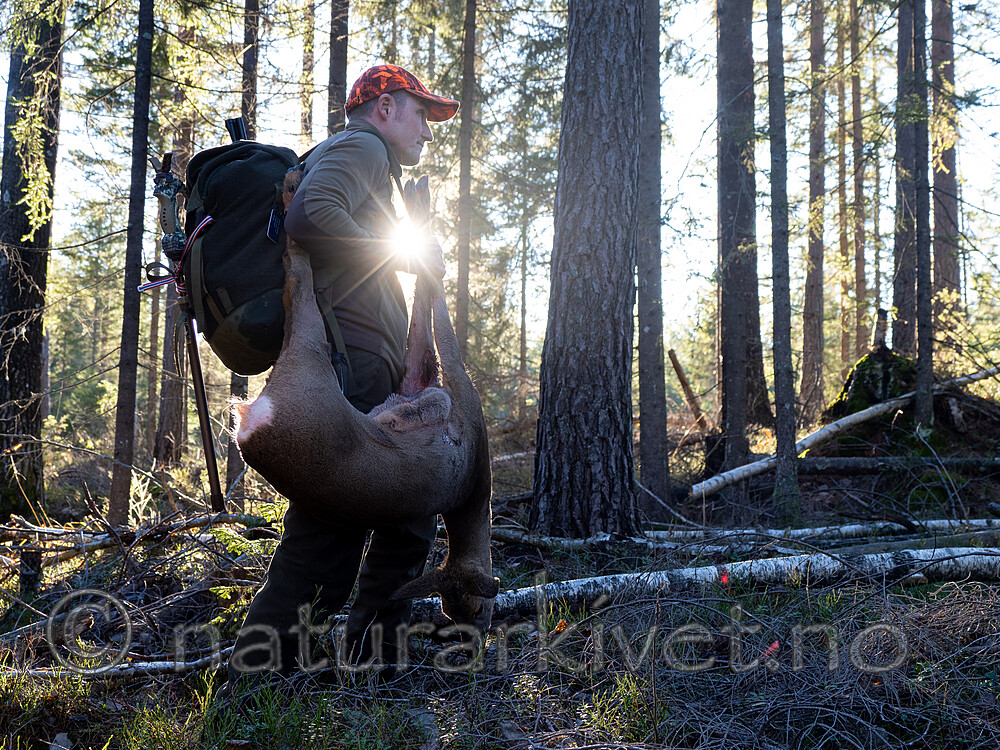 _B121037 / Capreolus capreolus / Rådyr