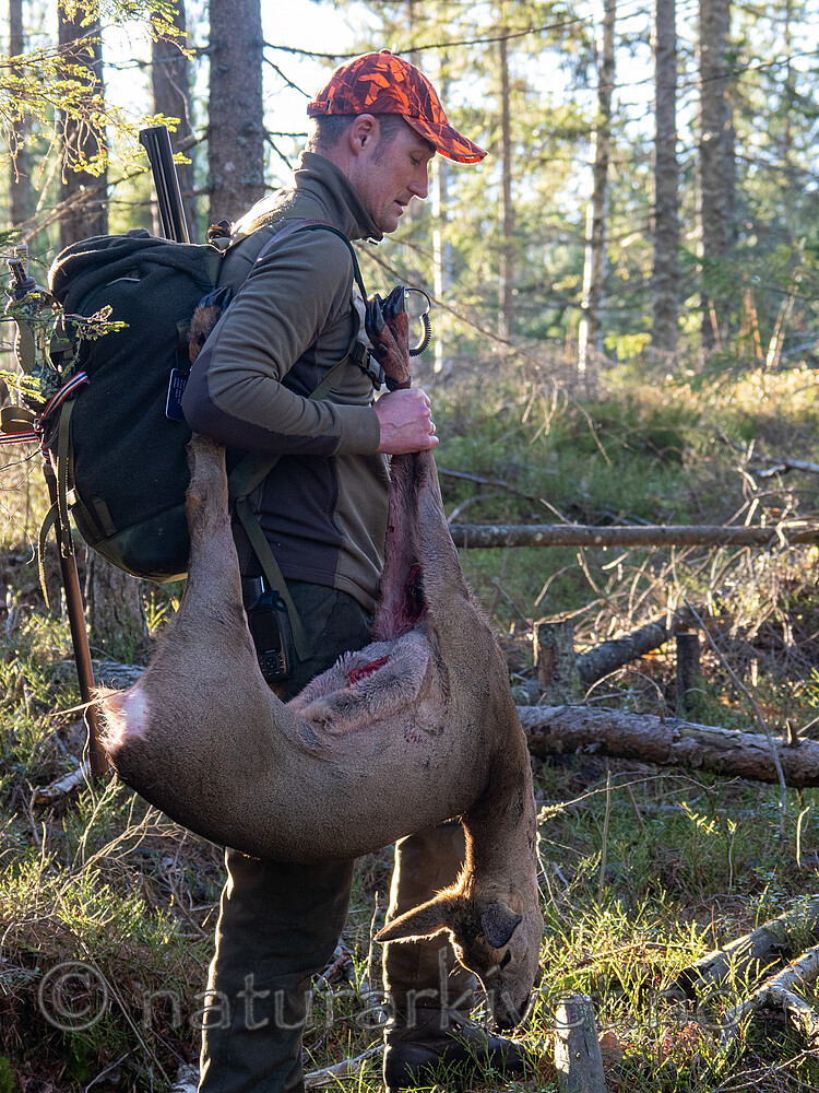 _B121083 / Capreolus capreolus / Rådyr