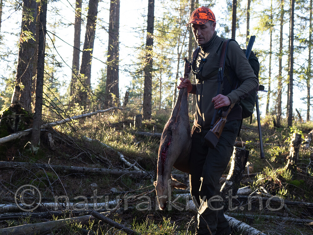 _B121104 / Capreolus capreolus / Rådyr