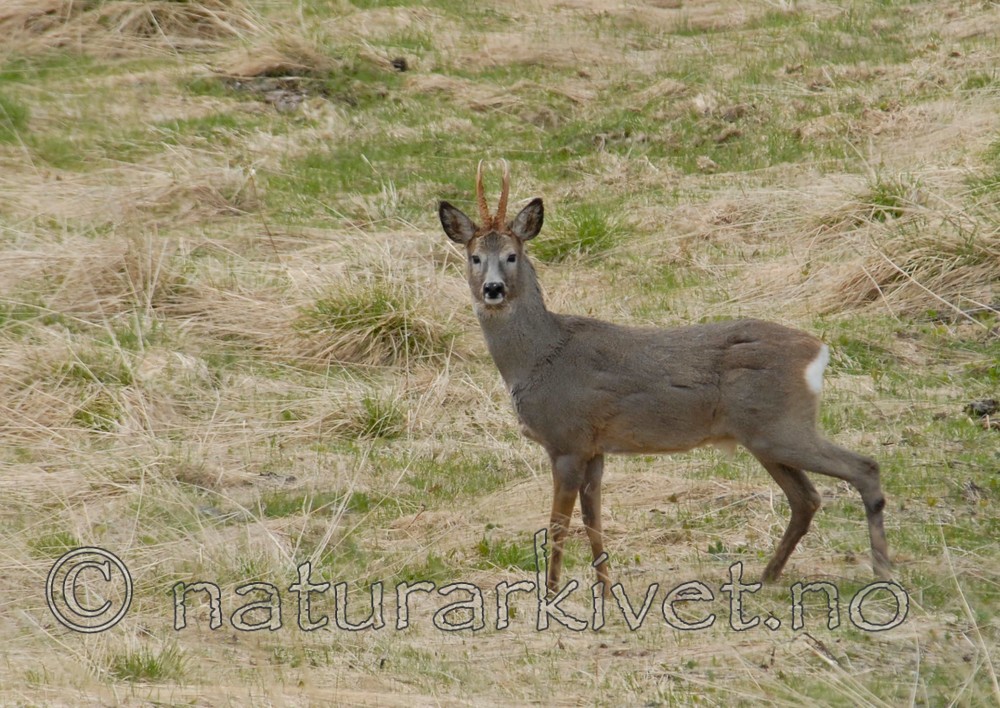 _SRE0032 / Capreolus capreolus / Rådyr