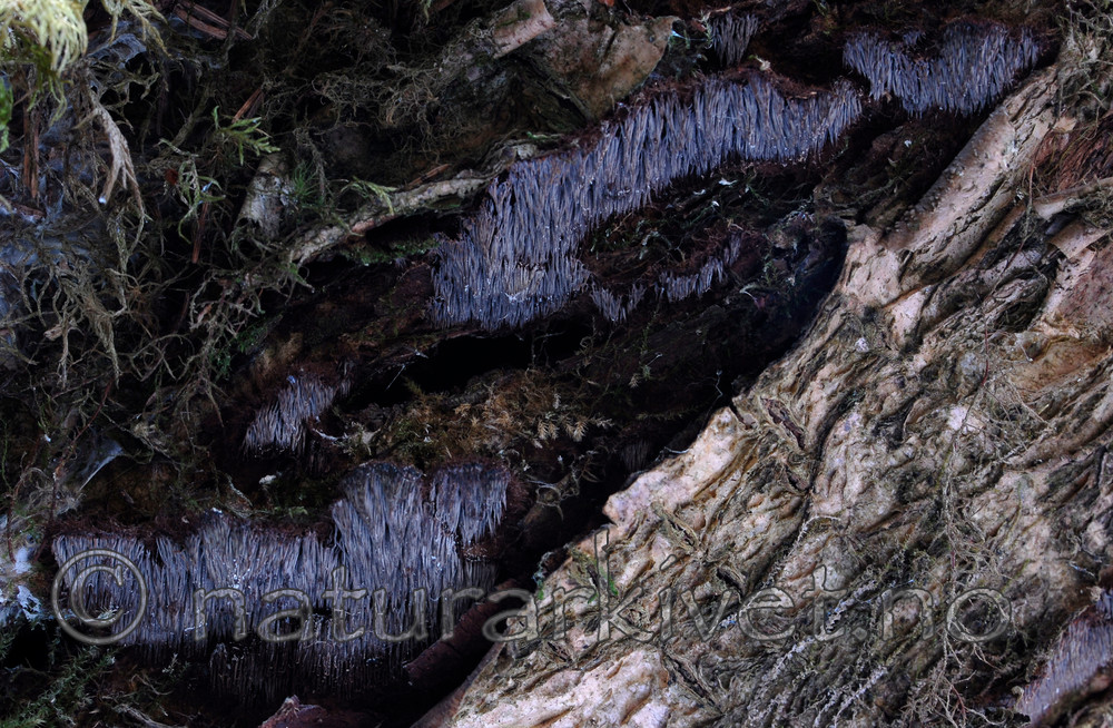 _SRE0062 / Gloiodon strigosus / Skorpepiggsopp