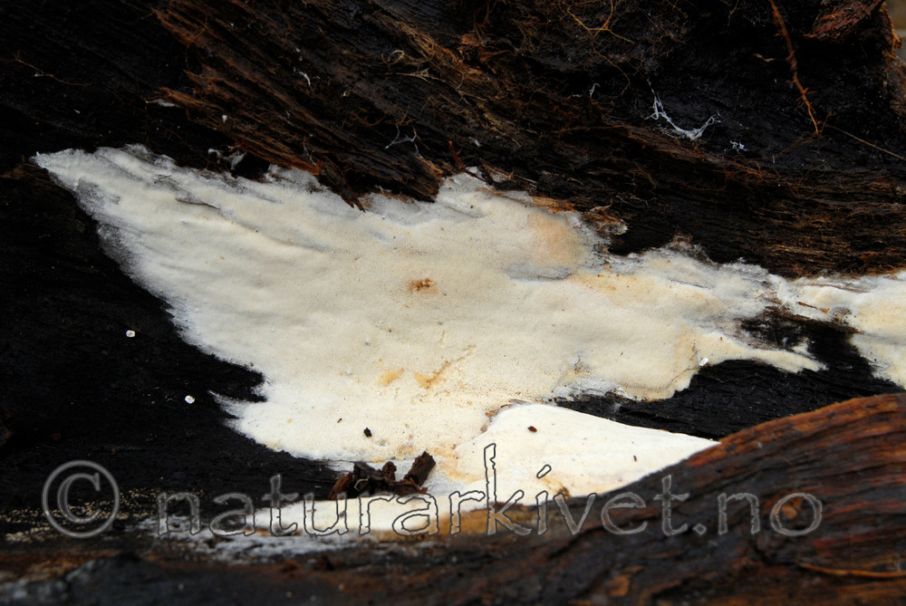 _SRE0128 / Sidera lenis / Tyrikjuke